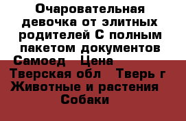 Очаровательная девочка от элитных родителей С полным пакетом документов Самоед › Цена ­ 20 000 - Тверская обл., Тверь г. Животные и растения » Собаки   